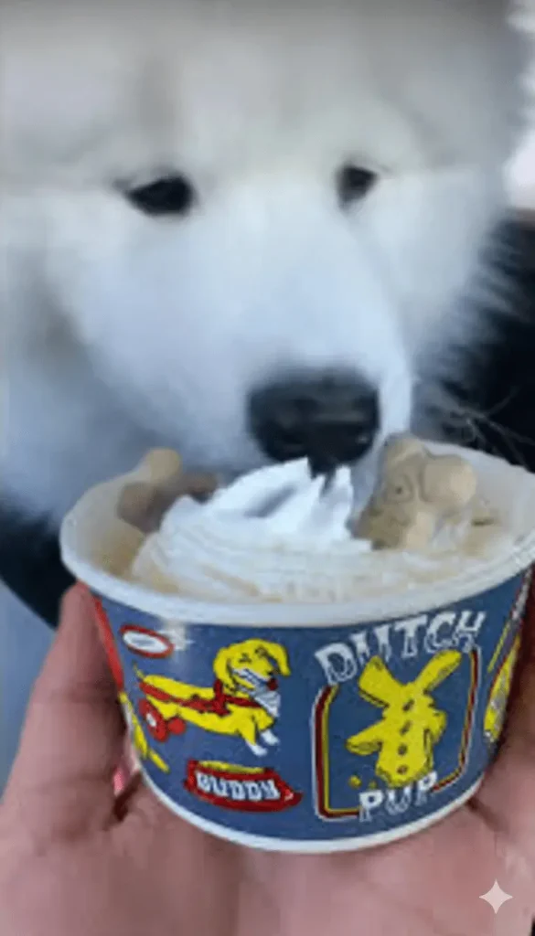A blurry white dog in the background looks at a hand holding a Dutch Bros "Dutch Pup" cup filled with whipped cream and dog biscuits.